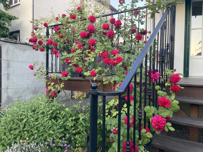 Visite libre du jardin Le jardin anglais de Carla et John Vernon