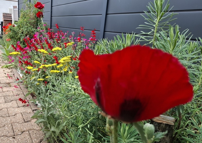 visite libre jardin privé Jardin de Mimi 6 avenue d'Orléans 18700 AUBIGNY sur NERE Aubigny-sur-Nère