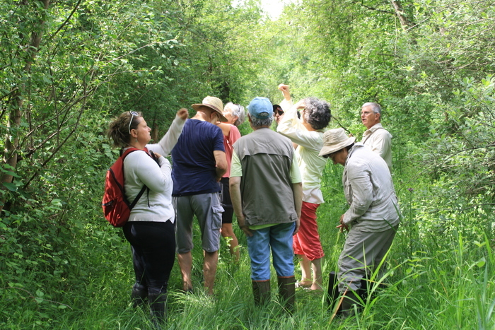 Visite naturaliste et archéologique du Marais du Grand Plan Site archéologique du Vernay Saint-Romain-de-Jalionas
