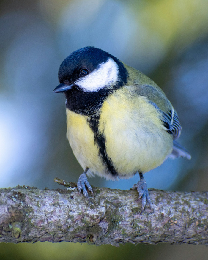 Visite naturaliste : les oiseaux du Jardin botanique du Jardin Public, Jardin Botanique du Jardin Public, Bordeaux