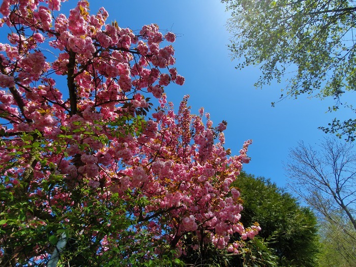Visite olfactive du Parc de l’Orangerie Parc de l'orangerie Strasbourg