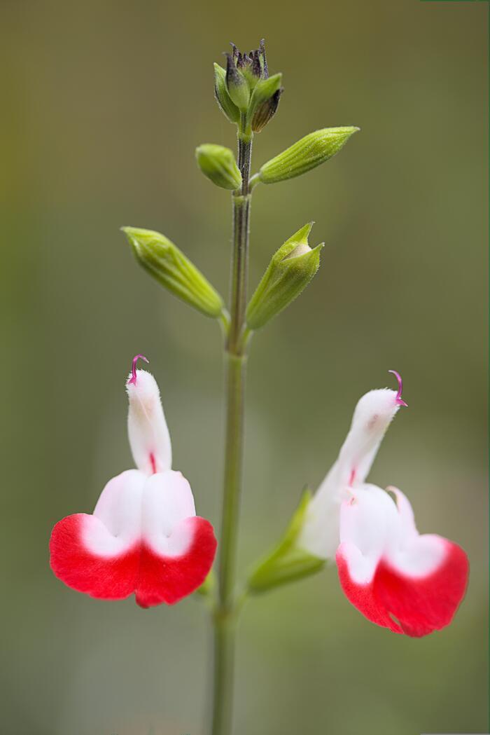 Visite par la cheffe jardinière : des plantes qui en mettent plein la vue ! Salagon
