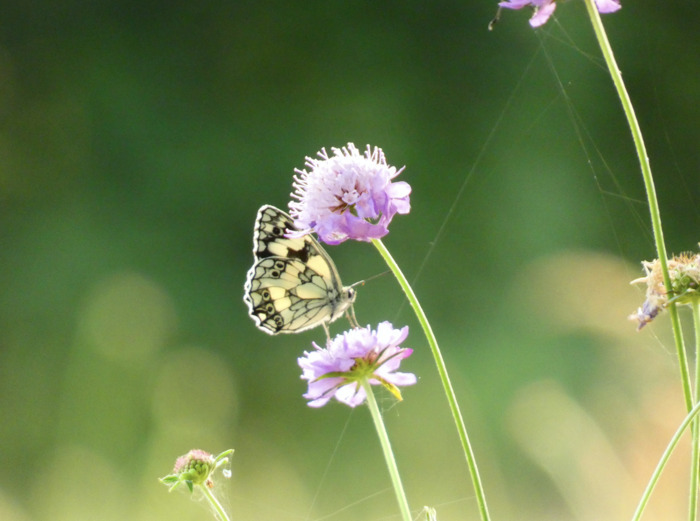 Visite permaculturelle du jardin de l&rsquo;écoïncidence, L&rsquo;écoïncidence, Bouloc-en-Quercy