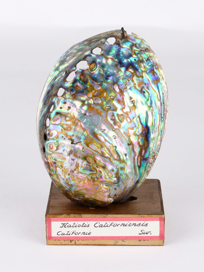 Visites flash de l'exposition Génie du Vivant