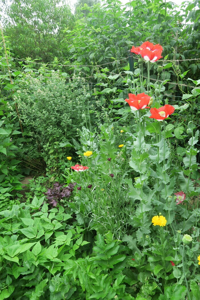 Visites guidées thématiques, Jardin et refuge LPO de la Buissonnière, Avranches