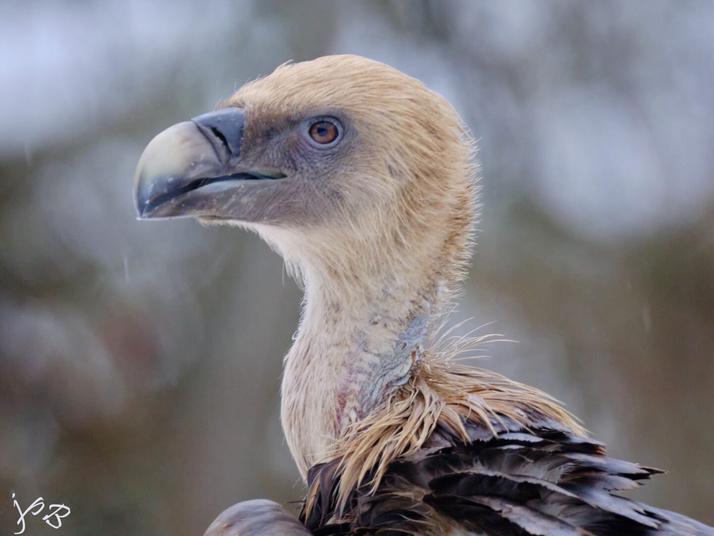 Voir les rapaces Bedous