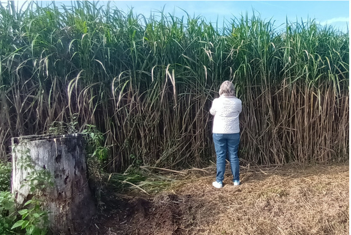 Webinaire Miscan&rsquo;Plus – Le miscanthus comme combustible, Evènement digital CRA Nouvelle-Aquitaine, Limoges (87), Limoges