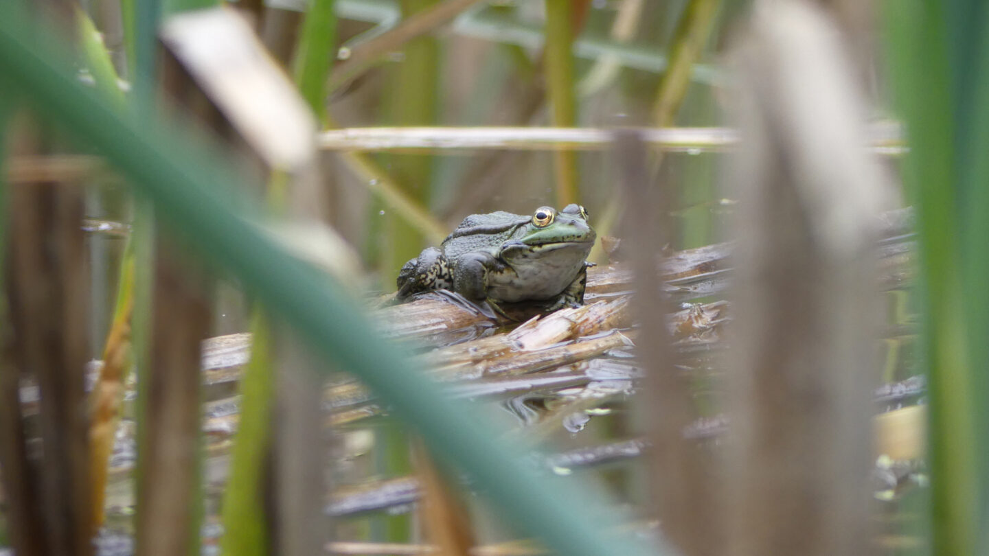 Zoom sur la mare Allée du Val Fleuri Anglet 2026-06-06