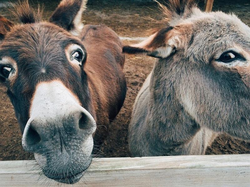 10ème anniversaire de la fête des animaux de la ferme Rue du Stade Hargarten-aux-Mines 2026-06-27