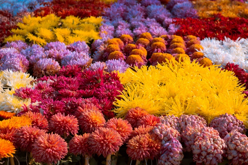 4ème édition de la Fête de la Nature: Saint Cyprien en fleurs Saint-Cyprien