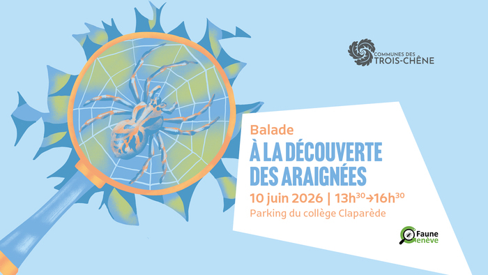 À la découverte des araignées parking collège Claparède Genève