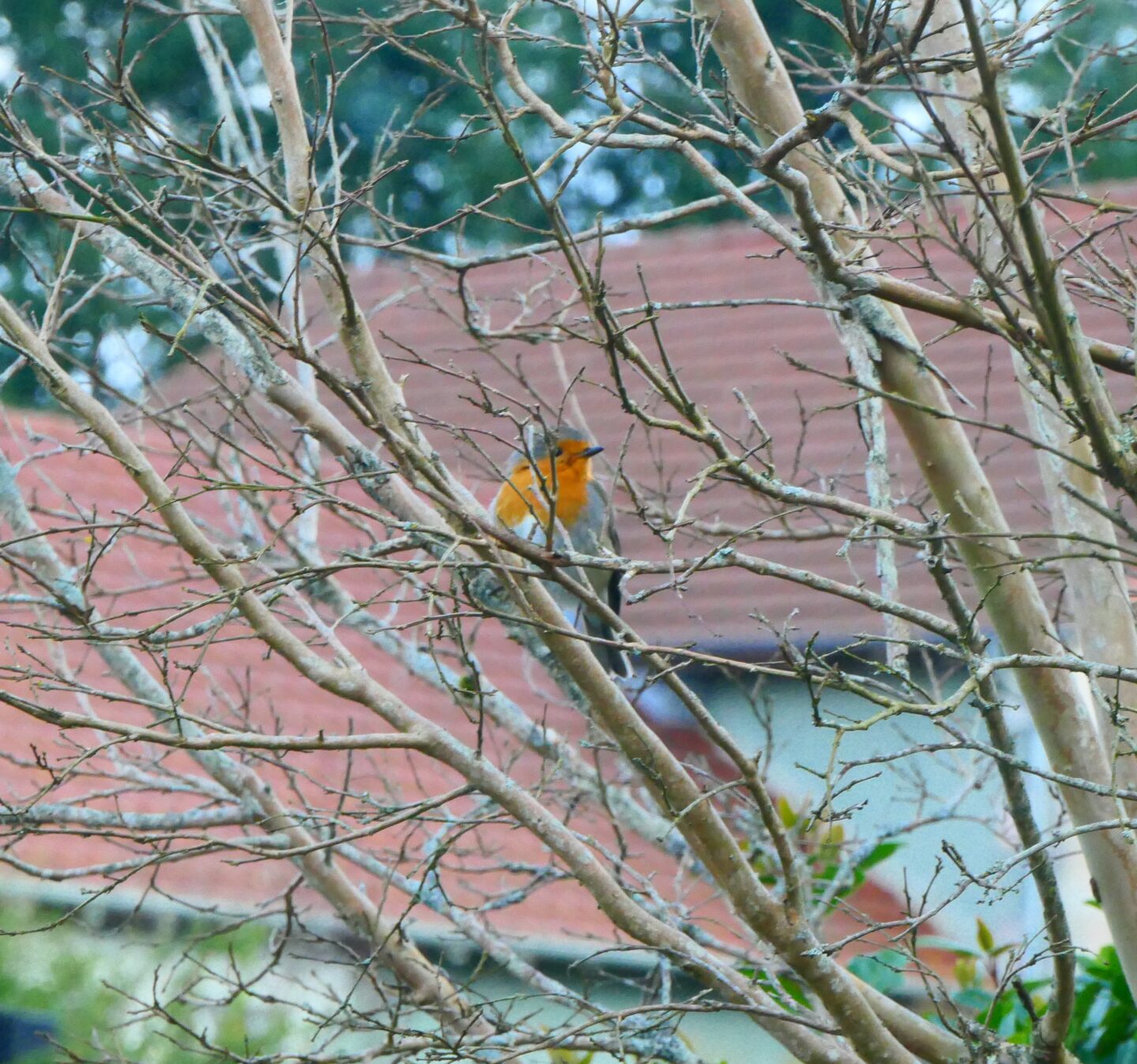 A la découverte des oiseaux printaniers de la réserve naturelle Maison de la Réserve Rochechouart