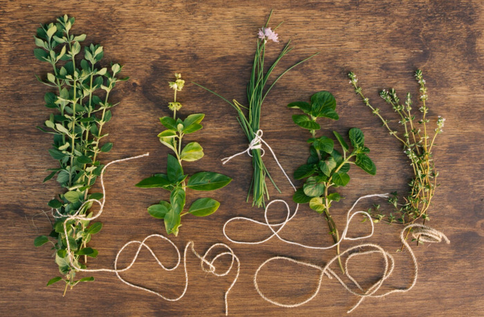 À la découverte des plantes en bas de chez vous Square Fernand Jacq Rennes