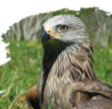 A la découverte des rapaces pyrénéens Sortie CPIE Accous