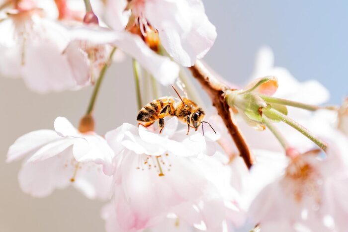 À la recherche de l’abeille sauvage, Médiathèque de Salindres, Salindres