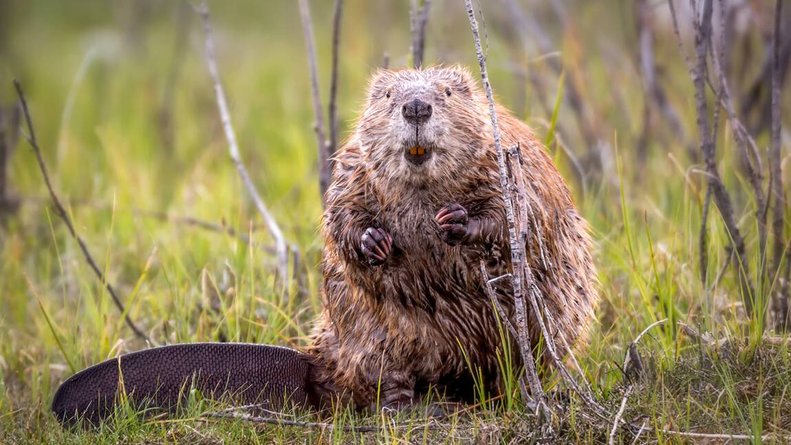 À la rencontre du castor en bateau de Loire Bec d'Allier Cuffy 2026-05-22