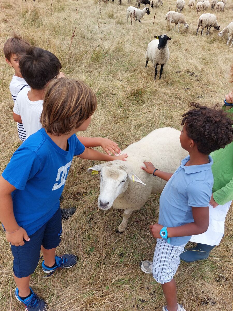 Accueil à la Ferme Ferme pédagogique avec élevage d'ovins et découverte d'une cidrerie à La Roche-Chalais 37 Rue du Dr Lacroix Saint Aulaye-Puymangou 2026-08-11