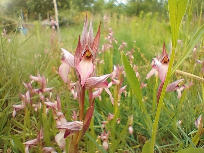 Accueillir la biodiversité au jardin Jardin Solidaire et Partagé de Rosières Rosières