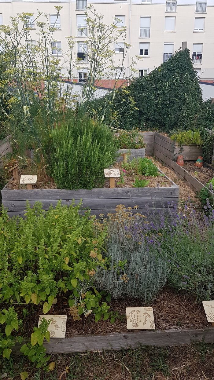 Animation au jardin partagé du Colibri, avec ECOS, Jardin Cueillette du Colibri, Nantes
