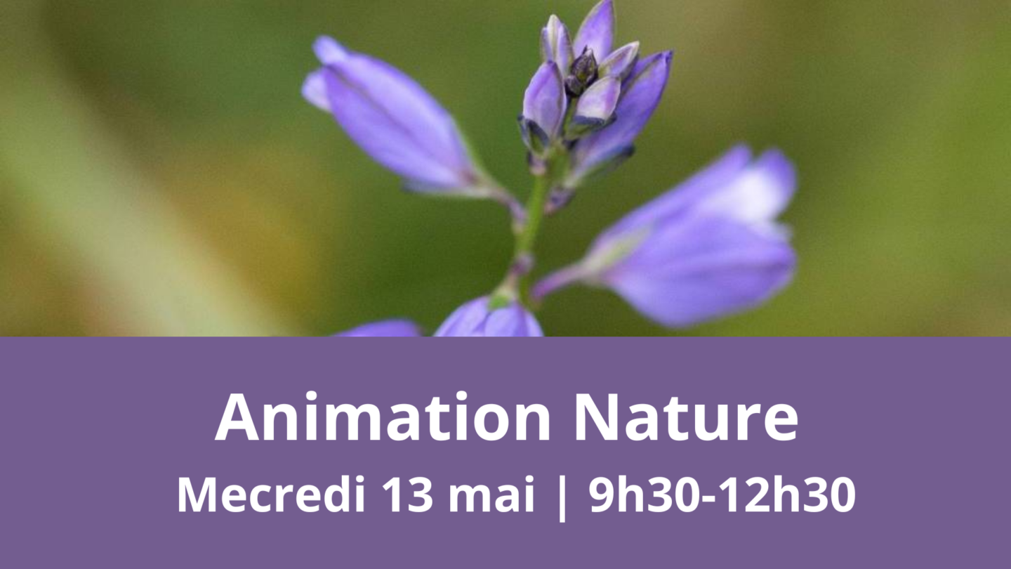 Animation nature sur la réserve naturelle du coteau de Mesnil-Soleil Damblainville