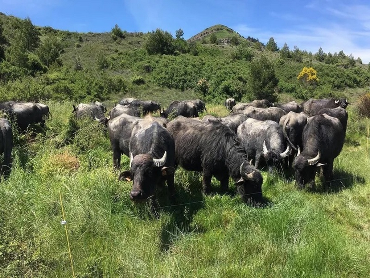ANTONINI & CO DE FERME EN FERME EN VAL DE DAGNE Val-de-Dagne