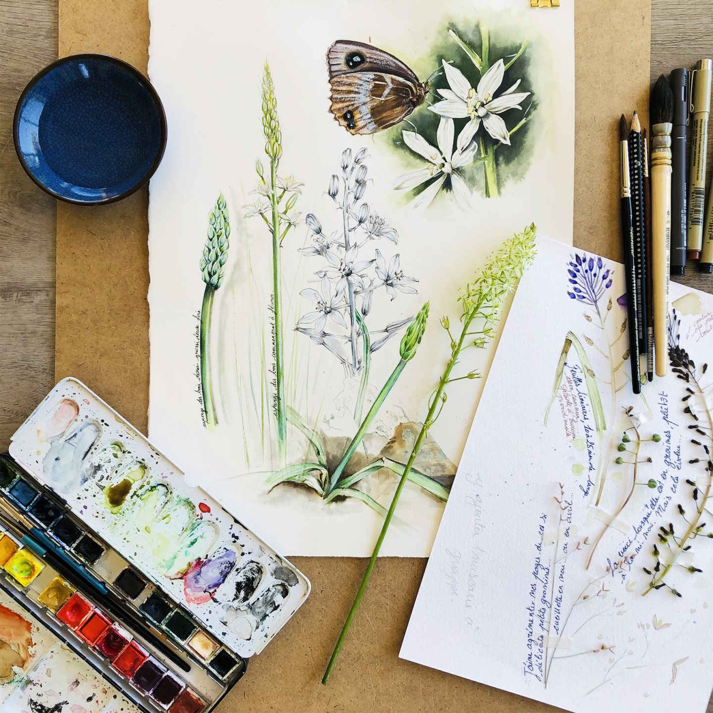 Aquarelles botaniques et illustrations nature Manoir du Parc Matour