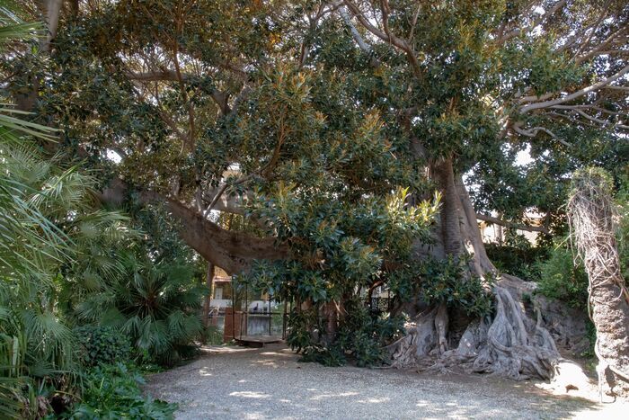 Arboriculture urbaine et arbres monumentaux, Giardino del Museo Biblioteca Clarence Bicknell, Bordighera