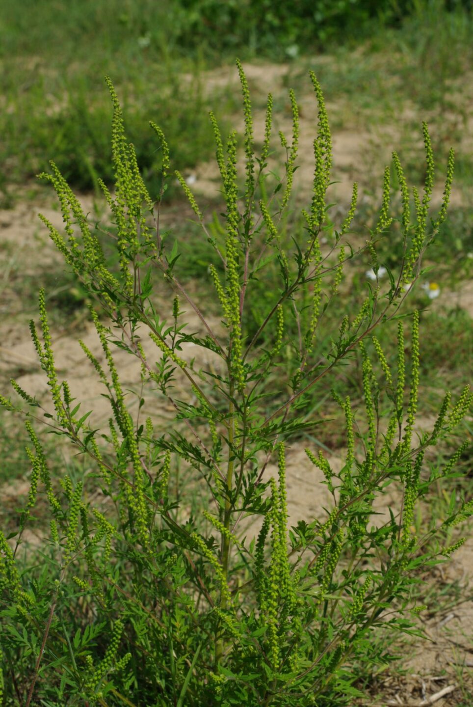 Arrachons l'Ambroisie sur l'ENS de la Petite Loire Noyers-sur-Cher 2026-06-27