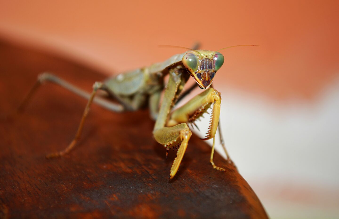 Atelier à la découverte des insectes (dès 5 ans) 2 place Aimé Césaire Limoges 2026-05-27