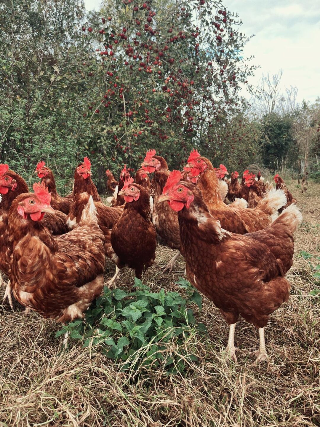 Atelier Dans la tête d’une poule Tiers-Lieu L’Arbre Commes