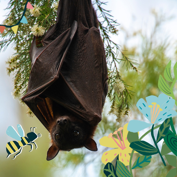 ATELIER DE SENSIBILISATION AUX CHAUVES-SOURIS, par Nature Environnement 17, Parc Les Cèdres, Aytré