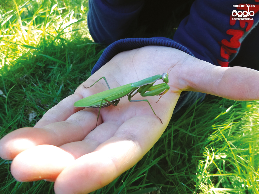 Atelier Les insectes et leurs super-pouvoirs MOULINS Mauléon