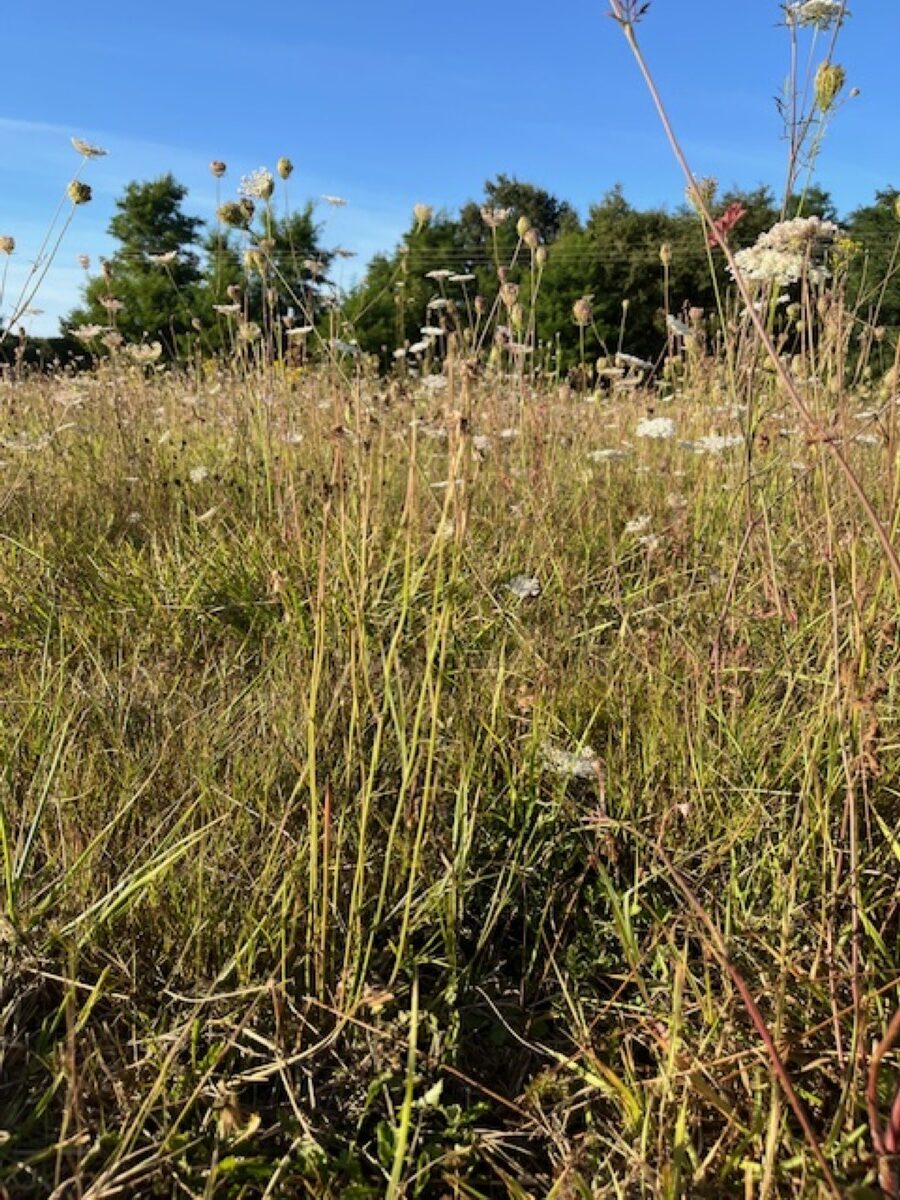Atelier tout public balade dans les prairies naturelles 356 rue des Algues Cherbourg-en-Cotentin 2026-07-23