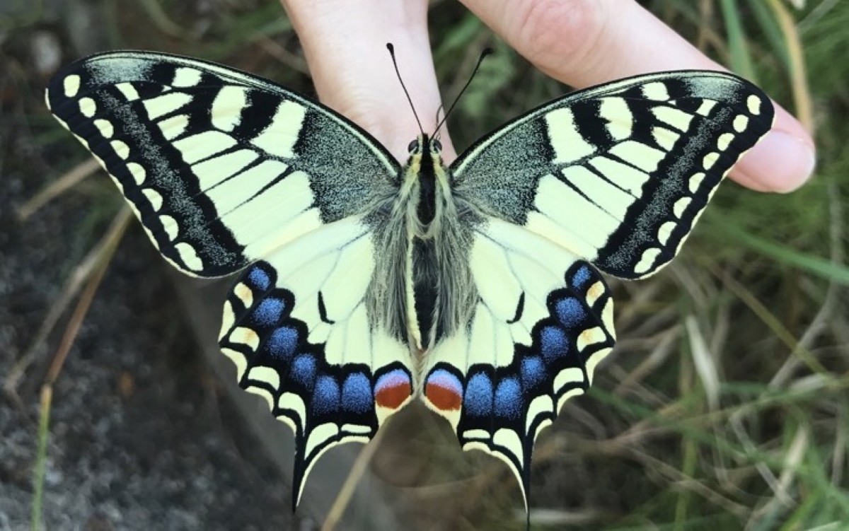 Atelier tout public le papillon