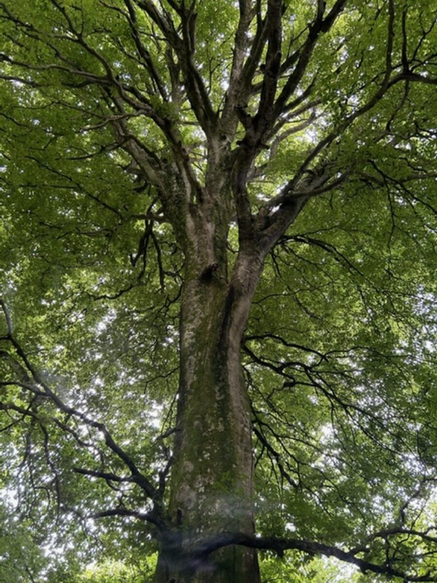 Atelier tout public les habitants de l'arbre 356 rue des Algues Cherbourg-en-Cotentin 2026-07-11