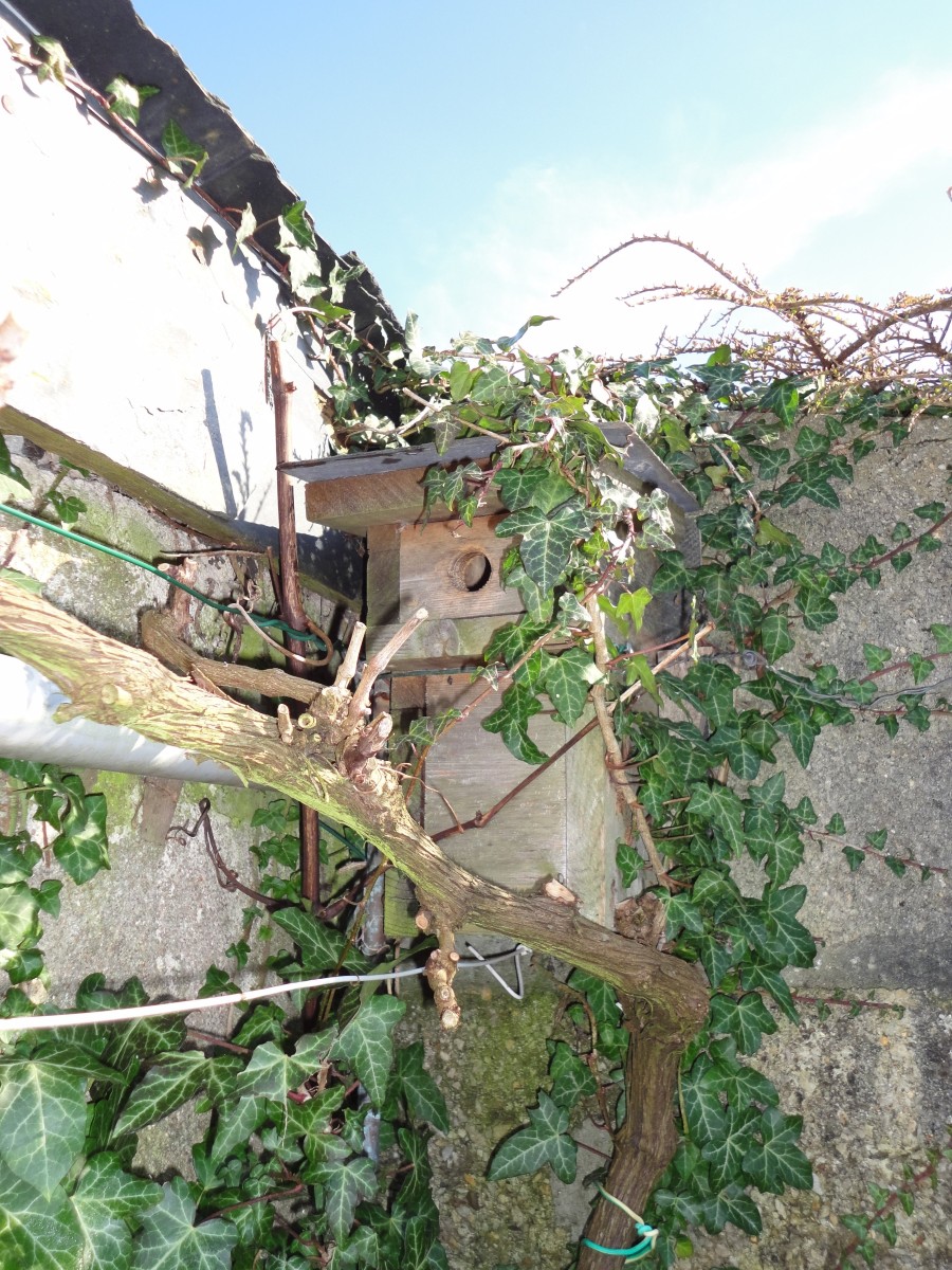 Atelier tout public nichoirs et compagnie 356 rue des Algues Cherbourg-en-Cotentin 2026-07-28
