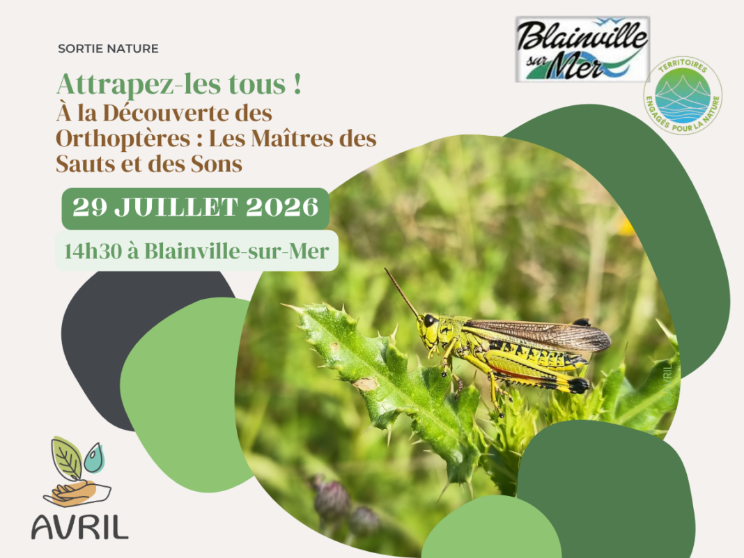 Attrapez-les tous ! À la Découverte des Orthoptères les Maîtres des Sauts et des Sons” Blainville-sur-Mer