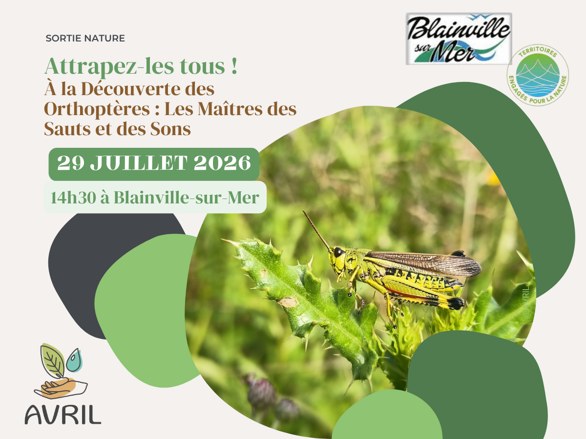 Attrapez-les tous ! À la Découverte des Orthoptères les Maîtres des Sauts et des Sons” Blainville-sur-Mer 2026-07-29
