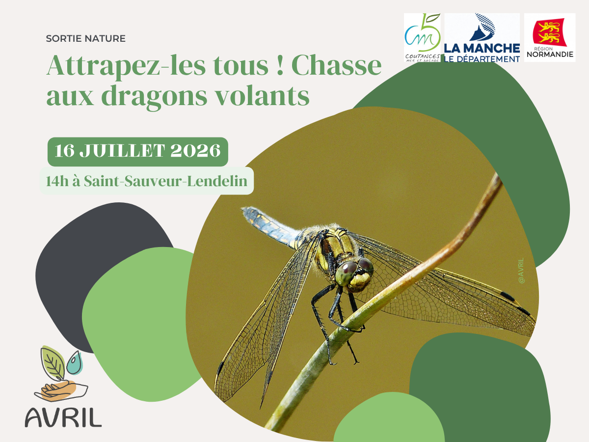 Attrapez les tous ! Chasse aux dragons volants Saint-Sauveur-Lendelin Saint-Sauveur-Villages 2026-07-16
