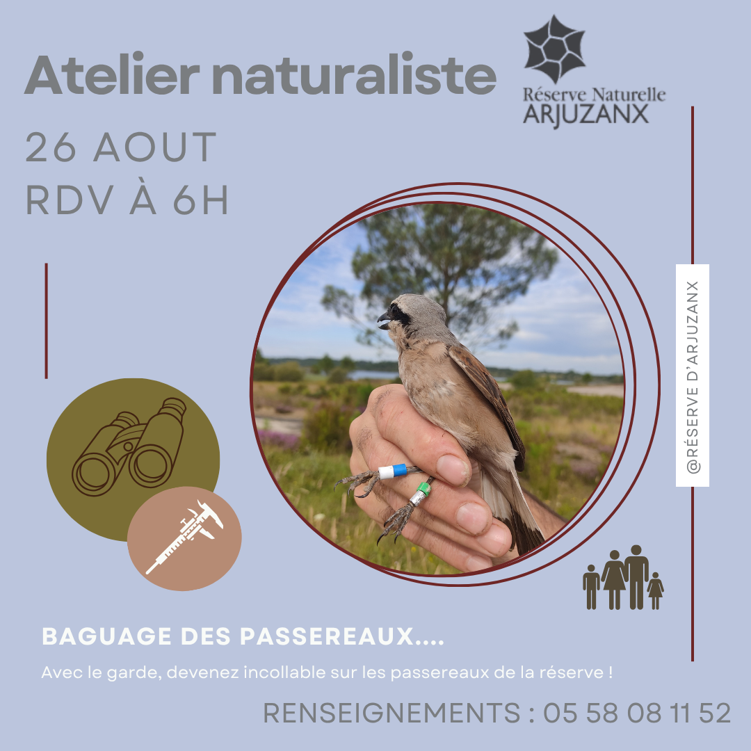 Baguage de passereaux Morcenx-la-Nouvelle