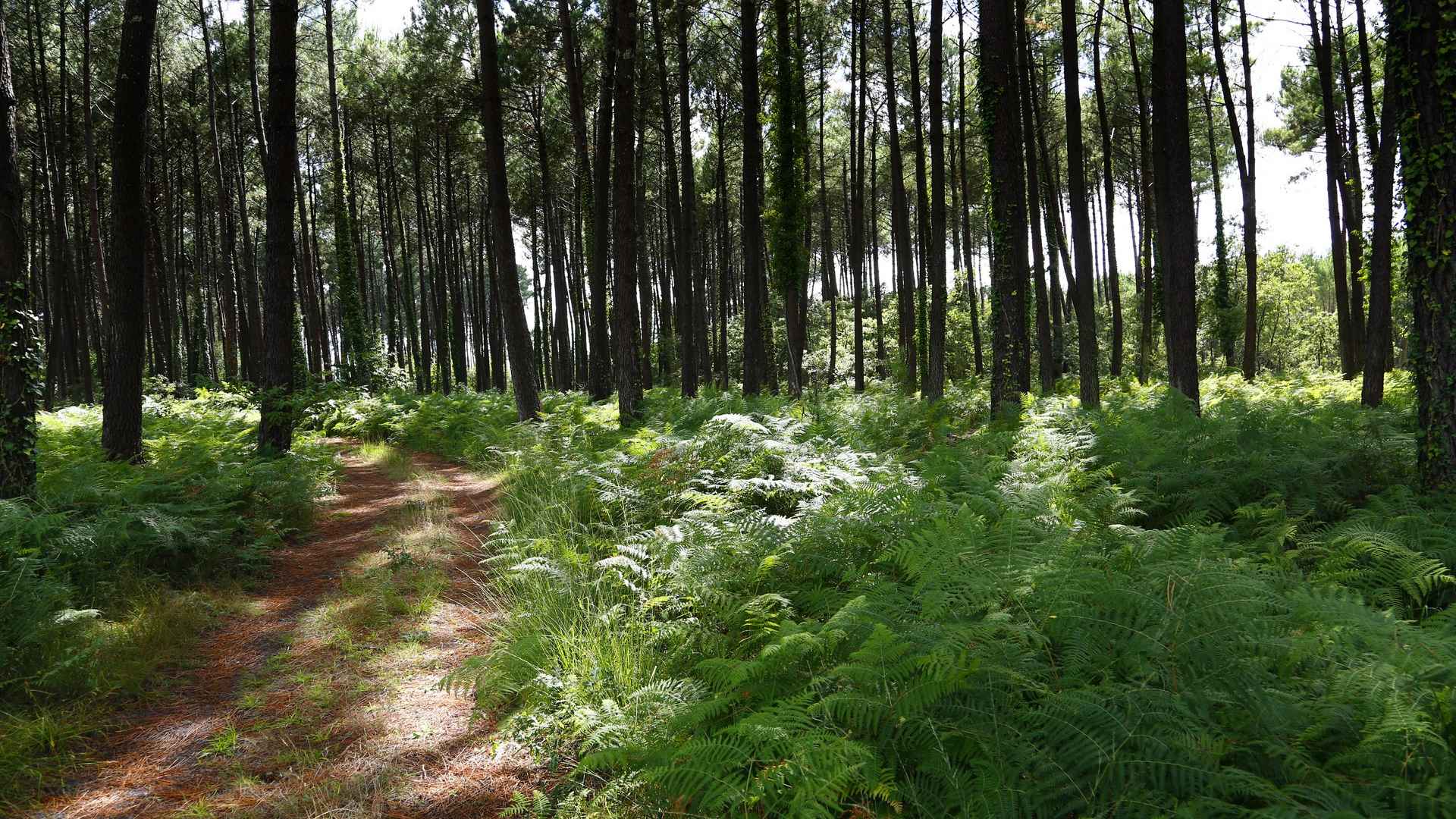 Balade à la découverte de la forêt Fronton Saint-Julien-en-Born 2026-07-22