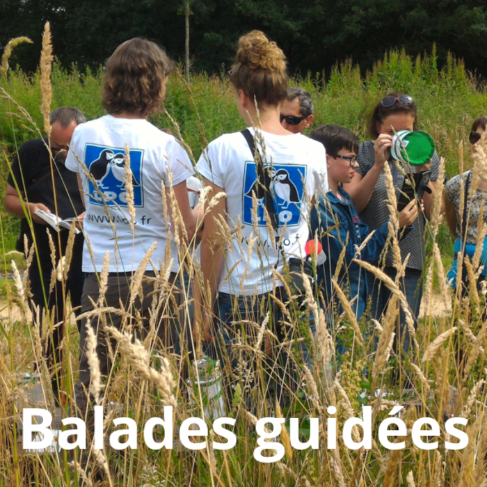 Balade avec la LPO, Parc de Baud chardonnet et les rerrasses du Vertugadin, Rennes