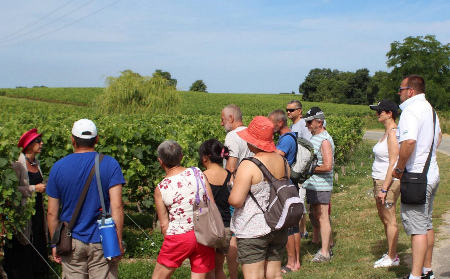 Balade commentée dans le vignoble du Château Tour Castillon Château Tour Castillon Saint-Christoly-Médoc