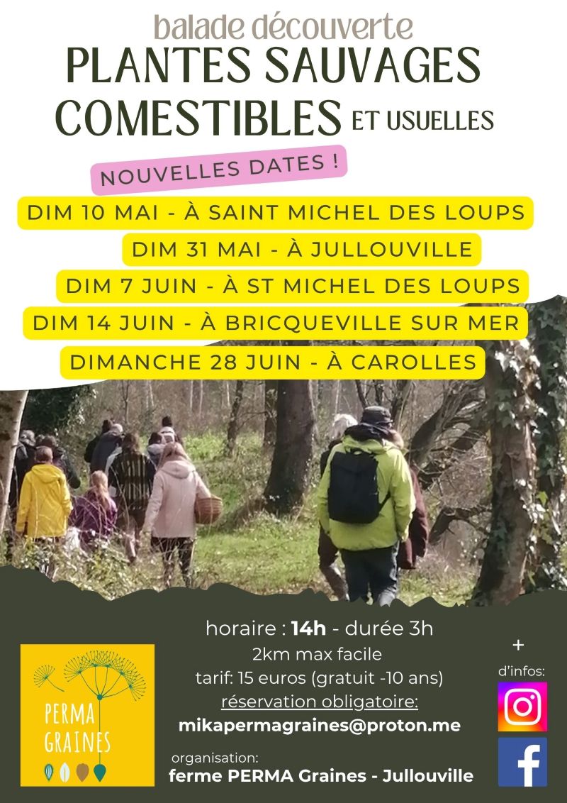 Balade plantes sauvages comestibles Jullouville