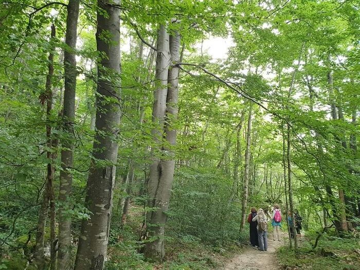 Balade ressourçante « Sylvothérapie & Cie », Forêt de Vallin, Saint-Victor-de-Cessieu