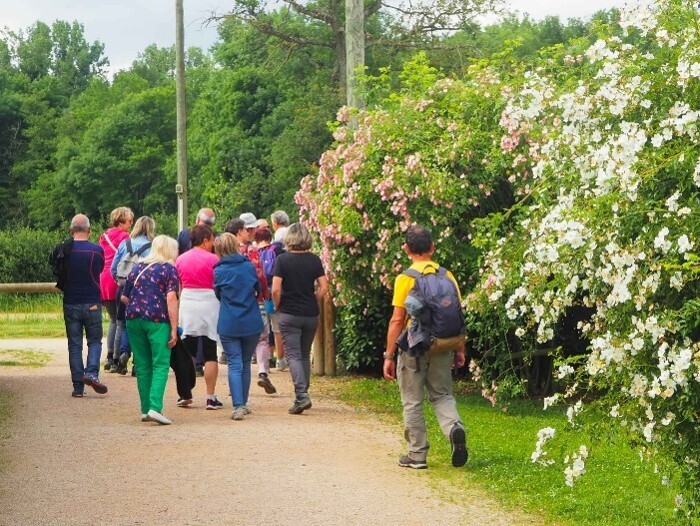 balade sur le sentier de la rose La roseraie de Saint-Galmier Saint-Galmier