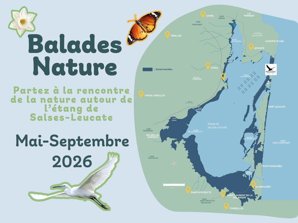 BALADES NATURE Plage Centre Torreilles 2026-07-01