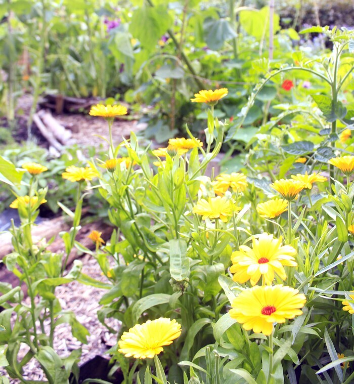 Baume anti-gratouille au plantain et calendula Local convivial Rennes