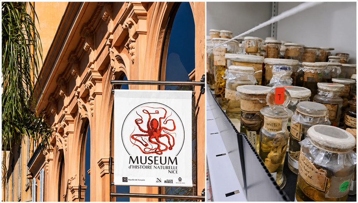Belles et fragiles collections d’Histoire naturelle Muséum d'Histoire naturelle de Nice Nice