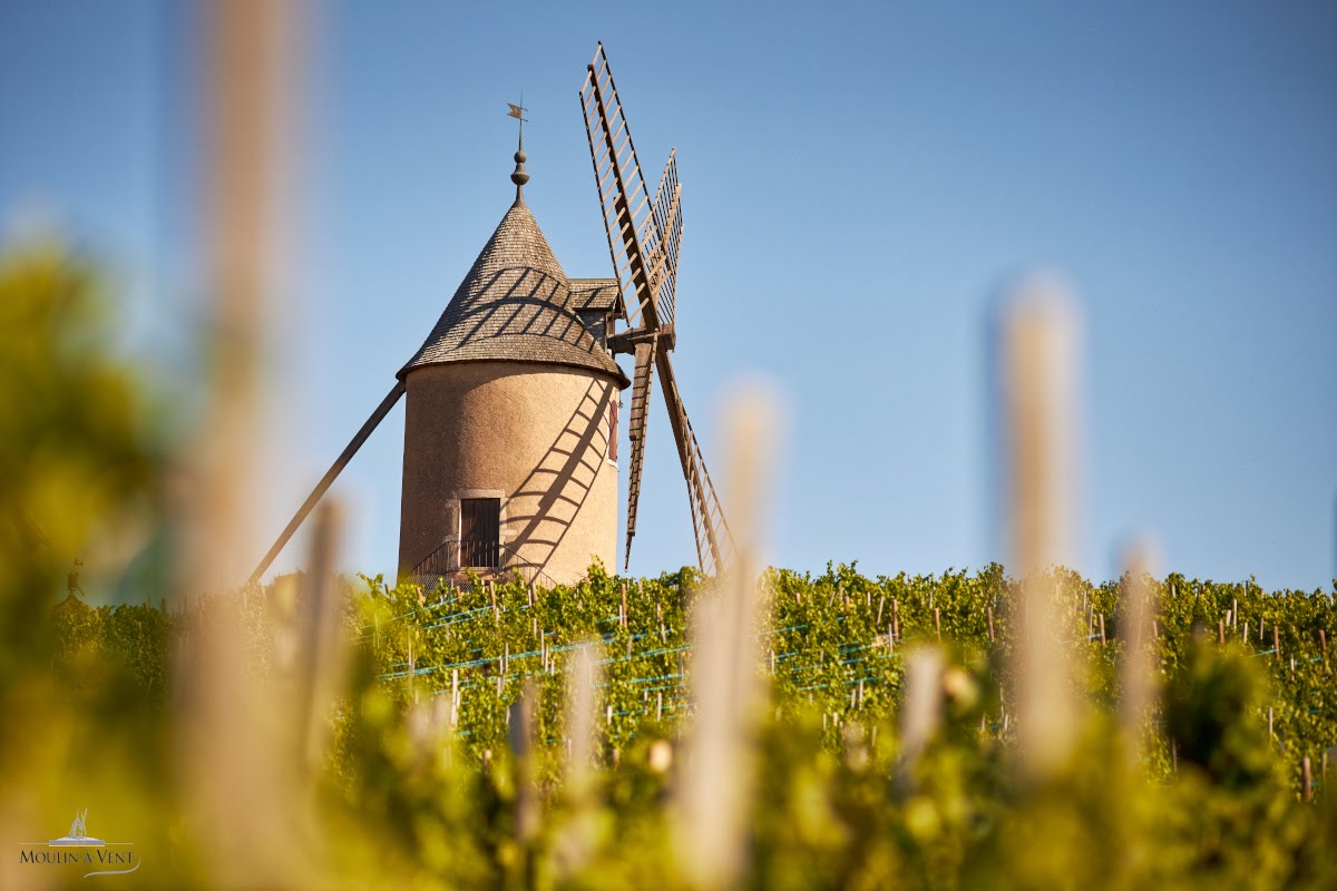 Bienvenue en Beaujonomie Dîner au coeur du Moulin-à-Vent Caveau du Moulin-à-Vent Romanèche-Thorins